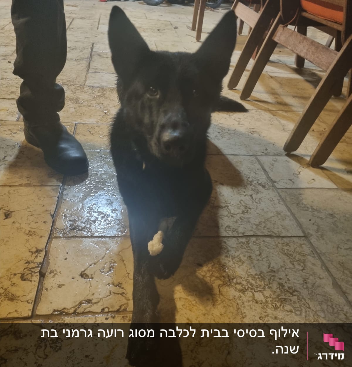 כלב שחור עם רגל מורמת על רצפה